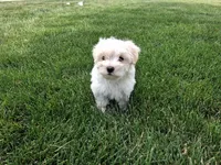 Tommy, a male Maltese for sale in Grabill, IN – 6 of 6