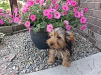 Malachi, a male Yorkshire Terrier for sale in Grabill, IN – 4 of 5
