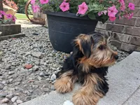 Manny, a male Yorkshire Terrier for sale in Grabill, IN – 2 of 6