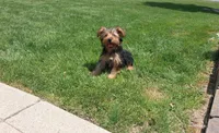 Malachi, a male Yorkshire Terrier for sale in Grabill, IN – 3 of 5