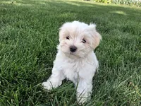 Tommy, a male Maltese for sale in Grabill, IN – 2 of 6