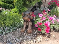 Miranda, a female Yorkshire Terrier for sale in Grabill, IN – 2 of 6