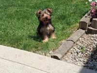 Malachi, a male Yorkshire Terrier for sale in Grabill, IN – 2 of 5