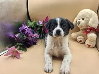 Tessa, a female Australian Cattle Dog for sale in Grabill, IN – Photo 1 of 5