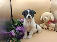 Tessa, a female Australian Cattle Dog for sale in Grabill, IN – Photo 3 of 5