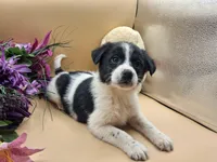 Tessa, a female Australian Cattle Dog for sale in Grabill, IN – Photo 4 of 5