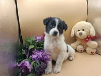 Tessa, a female Australian Cattle Dog for sale in Grabill, IN – Photo 2 of 5