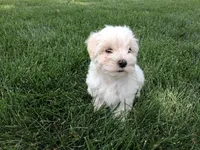 Tommy, a male Maltese for sale in Grabill, IN – 5 of 6