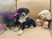 Thea, a female Australian Cattle Dog for sale in Grabill, IN – Photo 5 of 5