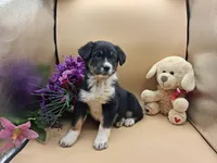 Thea, a female Australian Cattle Dog for sale in Grabill, IN – Photo 1 of 5