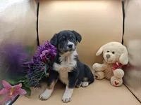 Thea, a female Australian Cattle Dog for sale in Grabill, IN – Photo 3 of 5