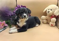 Thea, a female Australian Cattle Dog for sale in Grabill, IN – Photo 2 of 5