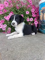 Kyrie, a male Australian Cattle Dog for sale in Grabill, IN – 3 of 5