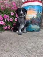 Kylie, a female Australian Cattle Dog for sale in Grabill, IN – 4 of 5
