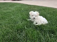 Tommy, a male Maltese for sale in Grabill, IN – 3 of 4
