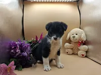 Tansy, a female Australian Cattle Dog for sale in Grabill, IN – Photo 5 of 5