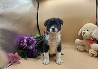 Tansy, a female Australian Cattle Dog for sale in Grabill, IN – Photo 3 of 5