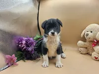 Tansy, a female Australian Cattle Dog for sale in Grabill, IN – Photo 4 of 5