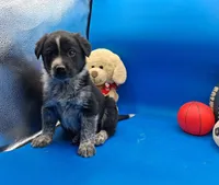 Tucker , a male Australian Cattle Dog for sale in Grabill, IN – Photo 1 of 5