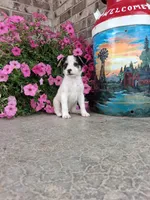 Kinsley, a female Australian Cattle Dog for sale in Grabill, IN – 4 of 5