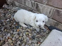 Tina, a female Maltese for sale in Grabill, IN – 2 of 5