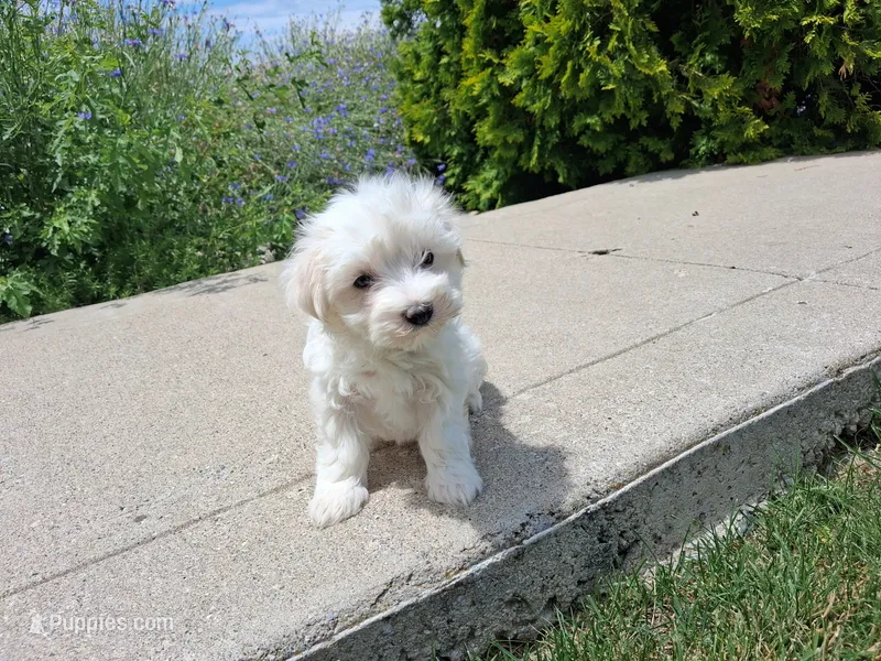 Tina – Maltese puppy for sale in Grabill, IN