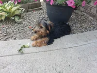 Manny, a male Yorkshire Terrier for sale in Grabill, IN – 6 of 6