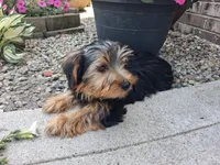 Manny, a male Yorkshire Terrier for sale in Grabill, IN – 4 of 6