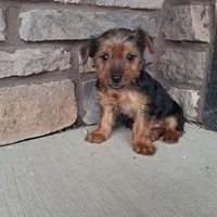 Axel, a male Yorkshire Terrier for sale in Grabill, IN – Photo 1 of 3