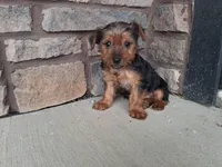 Abel, a male Yorkshire Terrier for sale in Grabill, IN – Photo 1 of 3