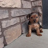 Axel, a male Yorkshire Terrier for sale in Grabill, IN – Photo 3 of 3