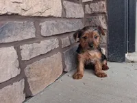 Abel, a male Yorkshire Terrier for sale in Grabill, IN – Photo 3 of 3