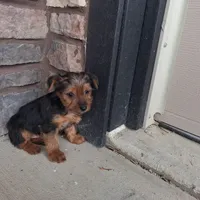 Axel, a male Yorkshire Terrier for sale in Grabill, IN – Photo 2 of 3