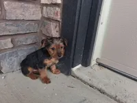 Abel, a male Yorkshire Terrier for sale in Grabill, IN – Photo 2 of 3