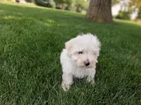 Tyler , a male Maltese for sale in Grabill, IN – 2 of 2