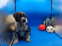 Tucker , a male Australian Cattle Dog for sale in Grabill, IN – Photo 4 of 5