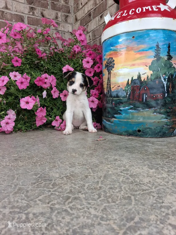 Kinsley – Australian Cattle Dog puppy for sale in Grabill, IN