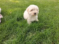 Tyler , a male Maltese for sale in Grabill, IN – 1 of 2