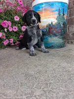 Kylie, a female Australian Cattle Dog for sale in Grabill, IN – 2 of 5