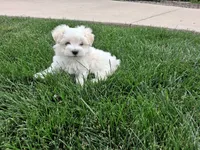 Tommy, a male Maltese for sale in Grabill, IN – 2 of 4