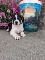Kobe , a male Australian Cattle Dog for sale in Grabill, IN – 3 of 5