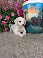 Kyler, a male Australian Cattle Dog for sale in Grabill, IN – 4 of 5