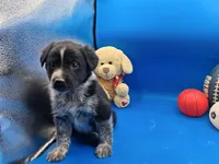 Tucker , a male Australian Cattle Dog for sale in Grabill, IN – Photo 3 of 5