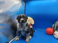 Tucker , a male Australian Cattle Dog for sale in Grabill, IN – Photo 5 of 5