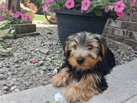 Manny, a male Yorkshire Terrier for sale in Grabill, IN – 3 of 6