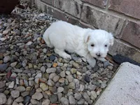 Tina, a female Maltese for sale in Grabill, IN – 4 of 5