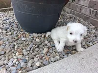 Tina, a female Maltese for sale in Grabill, IN – 3 of 5