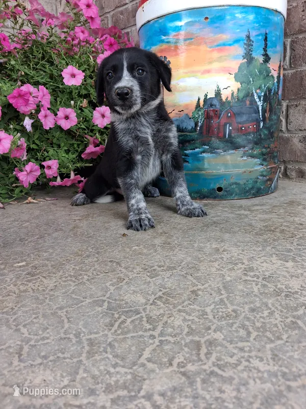 Kylie – Australian Cattle Dog puppy for sale in Grabill, IN