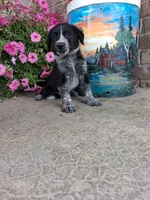 Kylie, a female Australian Cattle Dog for sale in Grabill, IN – 1 of 5