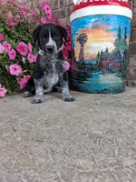 Kylie, a female Australian Cattle Dog for sale in Grabill, IN – 5 of 5
